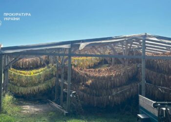 А ви думали Virginia? В Україні прикрили вирощування і переробку тютюну на 11 тонн – відправляли в Миколаїв (ФОТО)