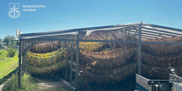 А ви думали Virginia? В Україні прикрили вирощування і переробку тютюну на 11 тонн – відправляли в Миколаїв (ФОТО)