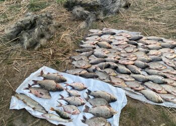Неподалік Миколаєва впіймали браконьєра з майже 100 рибинами, виловленими у незаконний спосіб (ФОТО)