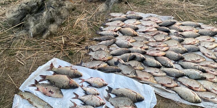 Неподалік Миколаєва впіймали браконьєра з майже 100 рибинами, виловленими у незаконний спосіб (ФОТО)