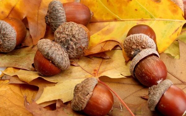 Розпочався сезон жолудів – у Миколаївському зоопарку приймуть будь-яку кількість у дар