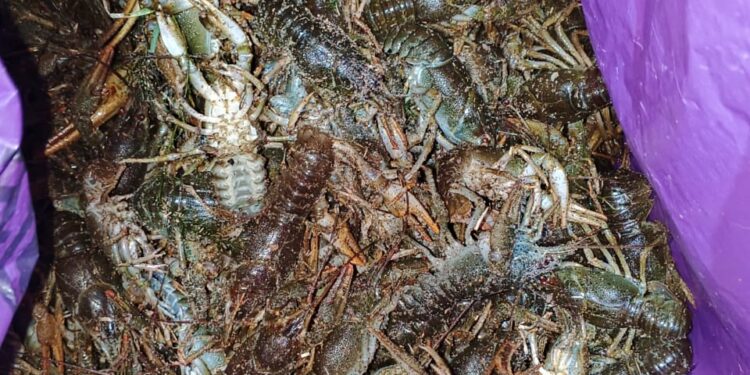 На Миколаївщині впіймали браконьєра, який виловив майже 900 раків, – шкода склала майже 3 млн.грн. (ФОТО)