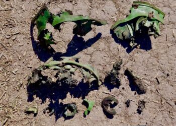 На Миколаївщині в полі через підрив міни травмувалися корови (ФОТО)