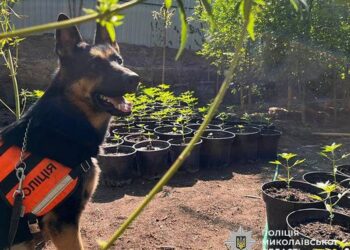 Понад 15 кг наркосировини та 830 кущів коноплі – що вилучила в результаті 33 обшуків поліція Миколаївщини (ФОТО, ВІДЕО)