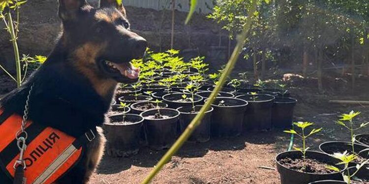 Понад 15 кг наркосировини та 830 кущів коноплі – що вилучила в результаті 33 обшуків поліція Миколаївщини (ФОТО, ВІДЕО)