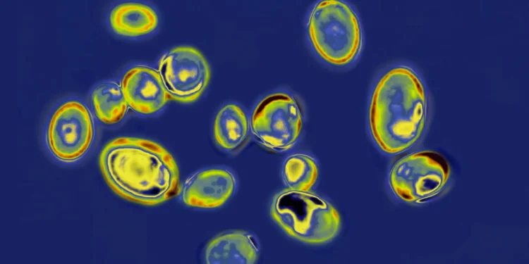 У лікарнях Європи виявили смертельний грибок – він шириться дуже швидко