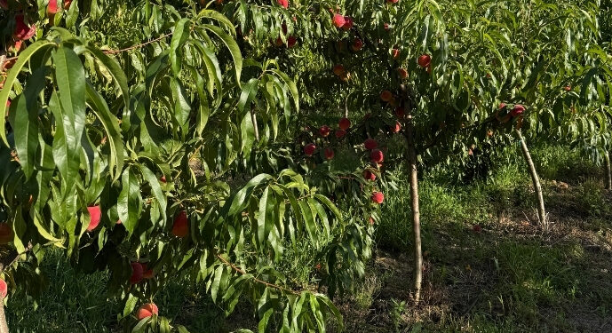 Що ще треба знати про зміни клімату? На Рівненщині ростуть персики вагою 500 грамів (ФОТО)