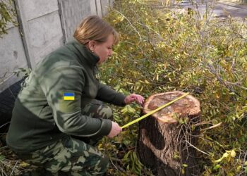 У заповідному урочищі «Дубки» в Миколаєві незаконно спиляли 3 дерева та порізали гілки – Держекоінспекція звернеться до поліції (ФОТО)