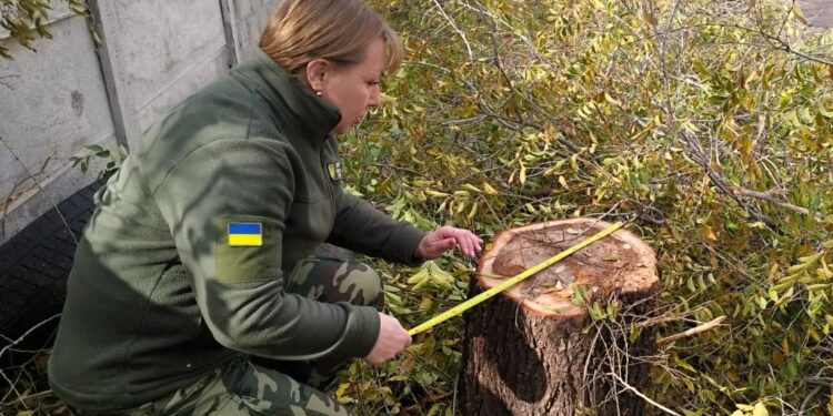 У заповідному урочищі «Дубки» в Миколаєві незаконно спиляли 3 дерева та порізали гілки – Держекоінспекція звернеться до поліції (ФОТО)