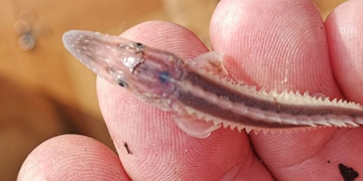 Осіннє зариблення – у Дунай випустили 3000 молодих осетрів