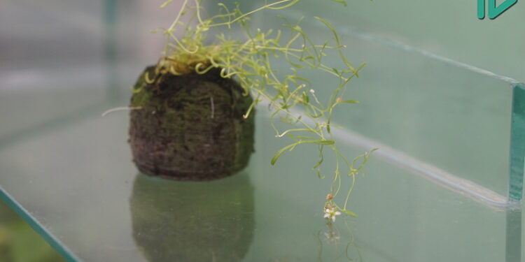 У НДП «Софіївка» вдалося клонувати червонокнижну рослину з НПП «Бузький Гард» на Миколаївщині (ФОТО)