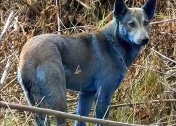 У Чорнобильській зоні помітили синіх собак – вони посиніли “на очах” (ФОТО)