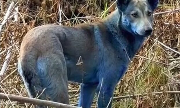 У Чорнобильській зоні помітили синіх собак – вони посиніли “на очах” (ФОТО)