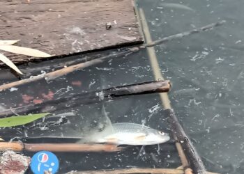 У водоймі Первомайська на Миколаївщині загинула риба – ДЕІ каже про перевищення органічних речовин у воді (ФОТО)