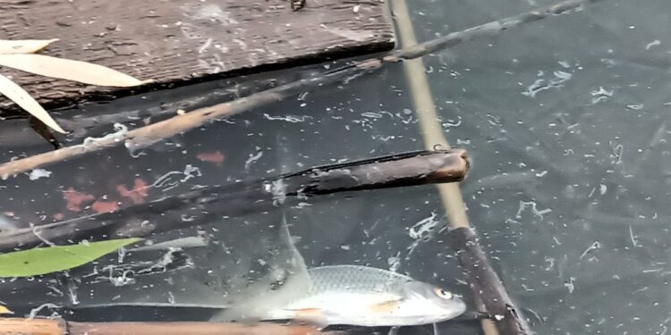 У водоймі Первомайська на Миколаївщині загинула риба – ДЕІ каже про перевищення органічних речовин у воді (ФОТО)