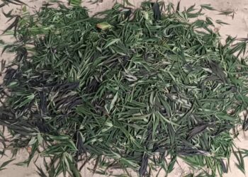 Канабіс, набої і боєприпаси – поліція Миколаївщини затримала 42-річного мешканця Нового Бугу (ФОТО)