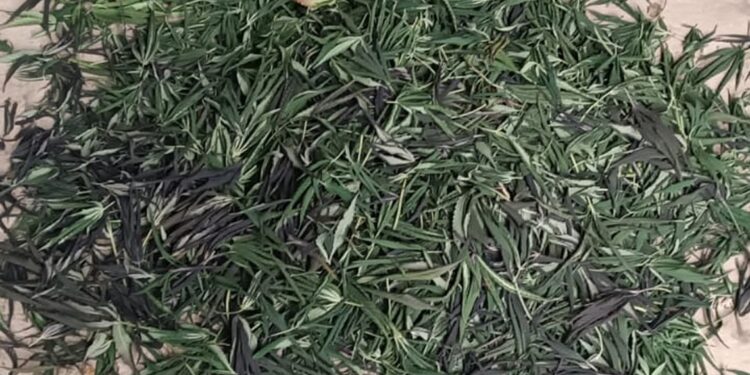 Канабіс, набої і боєприпаси – поліція Миколаївщини затримала 42-річного мешканця Нового Бугу (ФОТО)