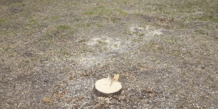 У Миколаєві біля ринку «Колос» незаконно спиляли 16 дерев: матеріали передано до поліції (ФОТО)