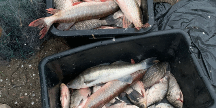 У Миколаєві поліцейські викрили браконьєрів, які сітками виловили 196 рибин (ФОТО)