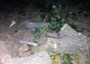 На Миколаївщині шукають злочинців, які незаконно зрубали 23 дуби (ФОТО)