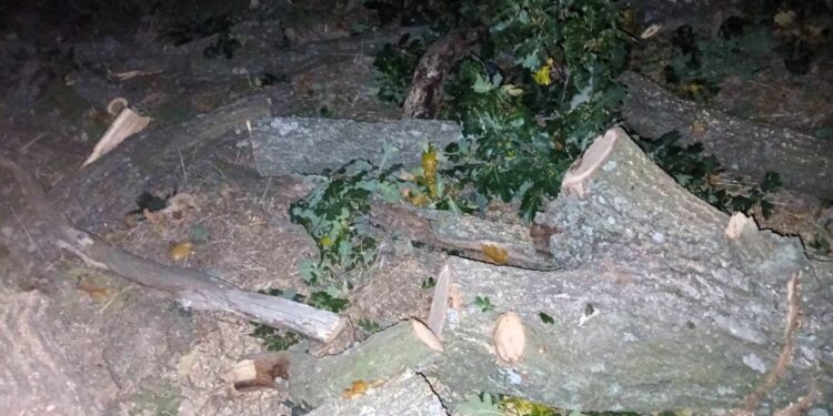 На Миколаївщині шукають злочинців, які незаконно зрубали 23 дуби (ФОТО)