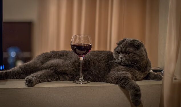У Новій Зеландії представили лінійку вин для котів. Собакам теж подобається