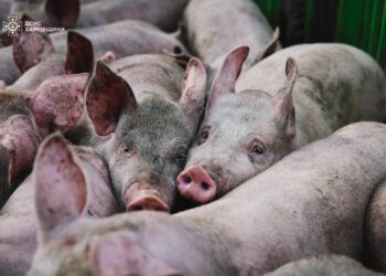 Ворог атакував свиноферму на Харківщині – загинуло 13 тис свиней (ФОТО)