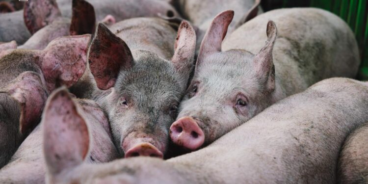 Ворог атакував свиноферму на Харківщині – загинуло 13 тис свиней (ФОТО)
