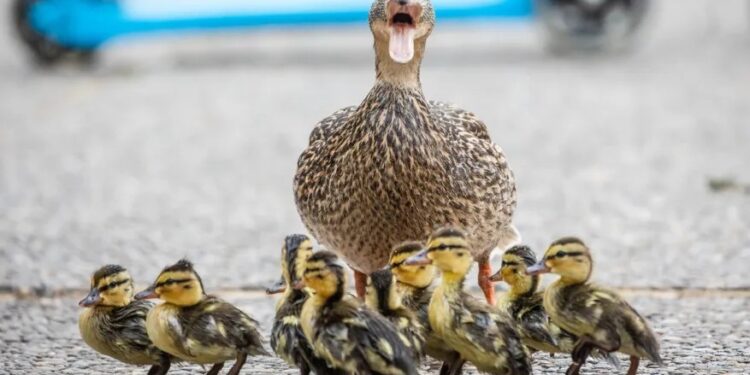 Як швейцарський «Танець маленьких каченят» підкорив світ