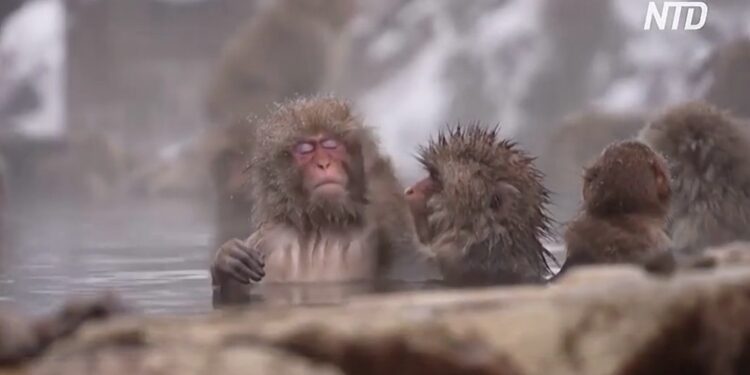 Японські макаки в геотермальних джерелах: для туристів – розвага, а місцеві мешканці страждають від мавп (ВІДЕО)