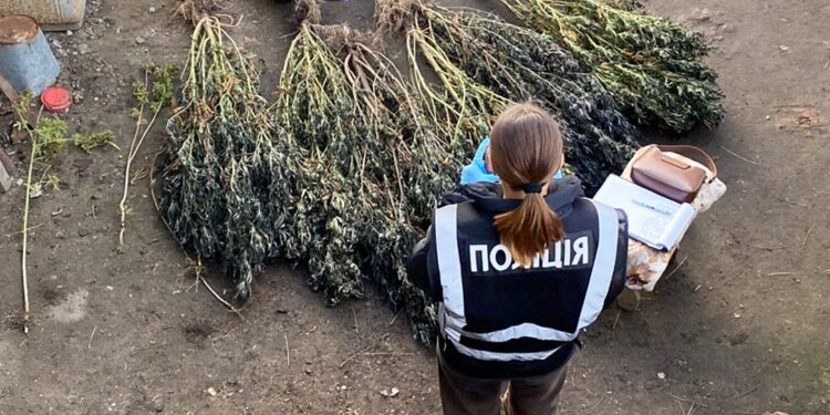 На Миколаївщині вилучили майже 37,6 кг наркоречовини – готового канабісу і коноплі (ФОТО)