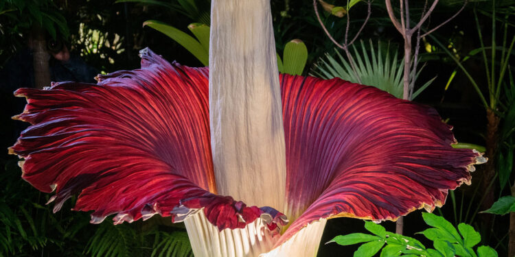 Навіщо? В Дортмунді з ботанічного саду вкрали гігантську квітку, що пахла падаллю