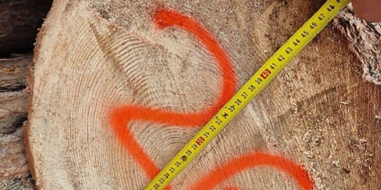 В Офісі Генпрокурора заявили про припинення наймасштабнішої схеми контрабанди цінної деревини (ФОТО)