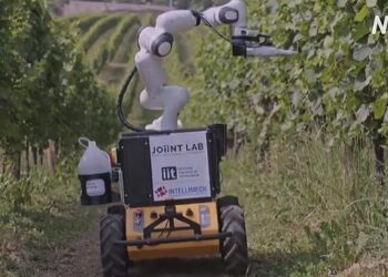 В Італії тестують робота, який допомагатиме автоматизувати процес на виноградниках (ВІДЕО)