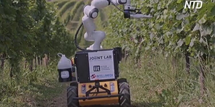 В Італії тестують робота, який допомагатиме автоматизувати процес на виноградниках (ВІДЕО)
