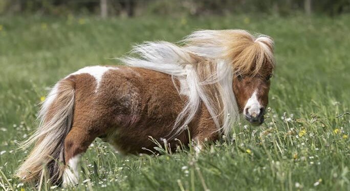 Чихуахуа серед коней. Зріст найменшого в світі жеребця – 52 см милоти (ФОТО)