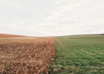 У Польщі до кінця року не скасують ембарго на імпорт українського зерна