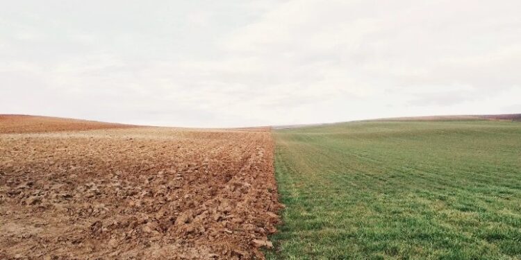 У Польщі до кінця року не скасують ембарго на імпорт українського зерна