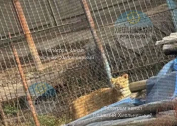 У Хмельницькому два леви втекли з реабілітаційного центру