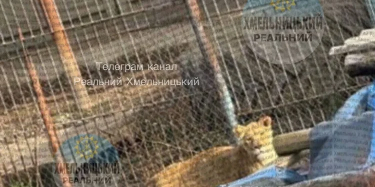 У Хмельницькому два леви втекли з реабілітаційного центру