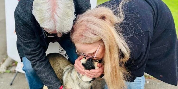 На недільній виставці-прилаштуванні в Миколаєві вдалося знайти домівки 10 тваринкам (ФОТО)