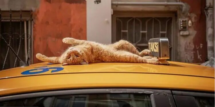 Місто, де правлять коти – як Стамбул ділиться простором і життям з пухнастими (ФОТО)