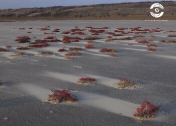 На початку року на Одещині запрацює новий солезавод