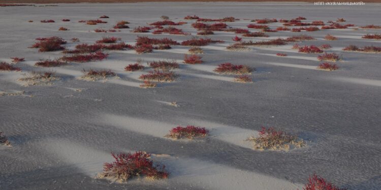 На початку року на Одещині запрацює новий солезавод