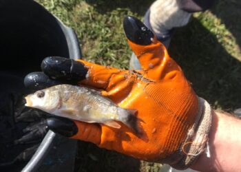 Зариблення Таборівського водосховища на Миколаївщині – у водойму випустили 110 тисяч мальків трьох видів риби (ФОТО)