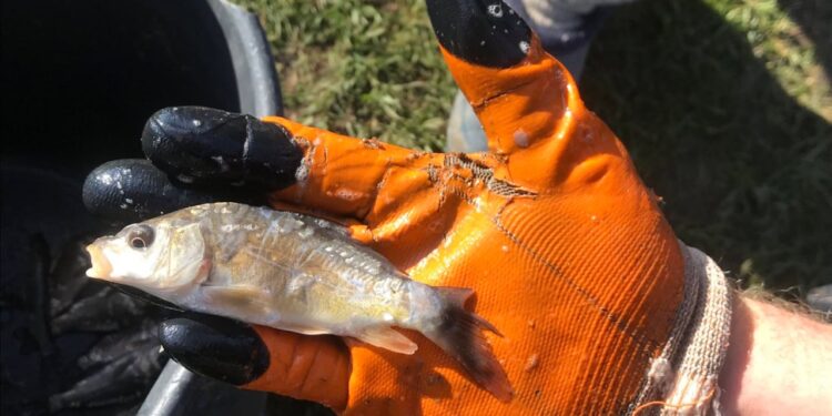 Зариблення Таборівського водосховища на Миколаївщині – у водойму випустили 110 тисяч мальків трьох видів риби (ФОТО)