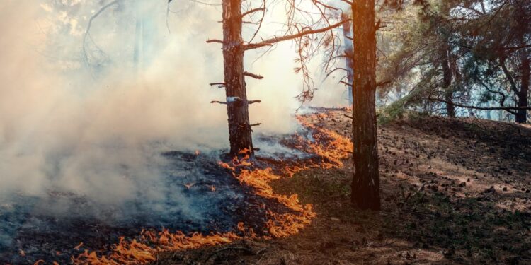 Російська агресія завдала довкіллю збитків на понад 6 трлн.грн.