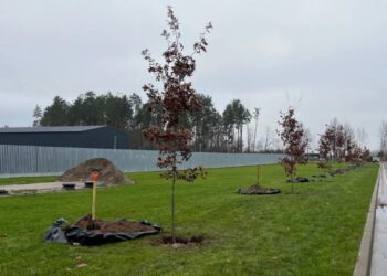 На Національному військовому меморіальному кладовищі висадили перші дерева у межах проєкту «Алея дубів. Національна пам’ять» (ФОТО)