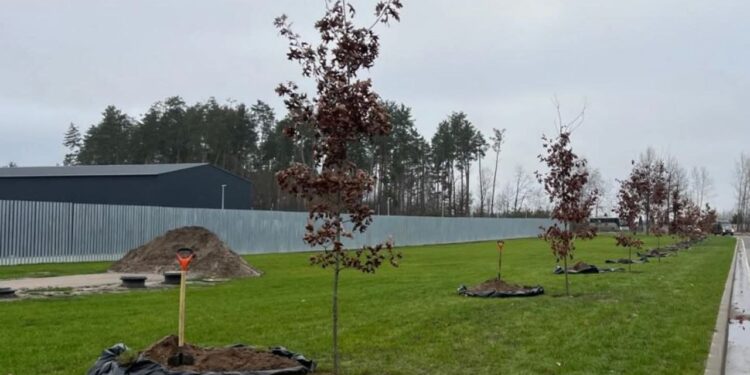 На Національному військовому меморіальному кладовищі висадили перші дерева у межах проєкту «Алея дубів. Національна пам’ять» (ФОТО)