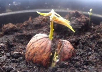 Як виростити волоський горіх – з горіха